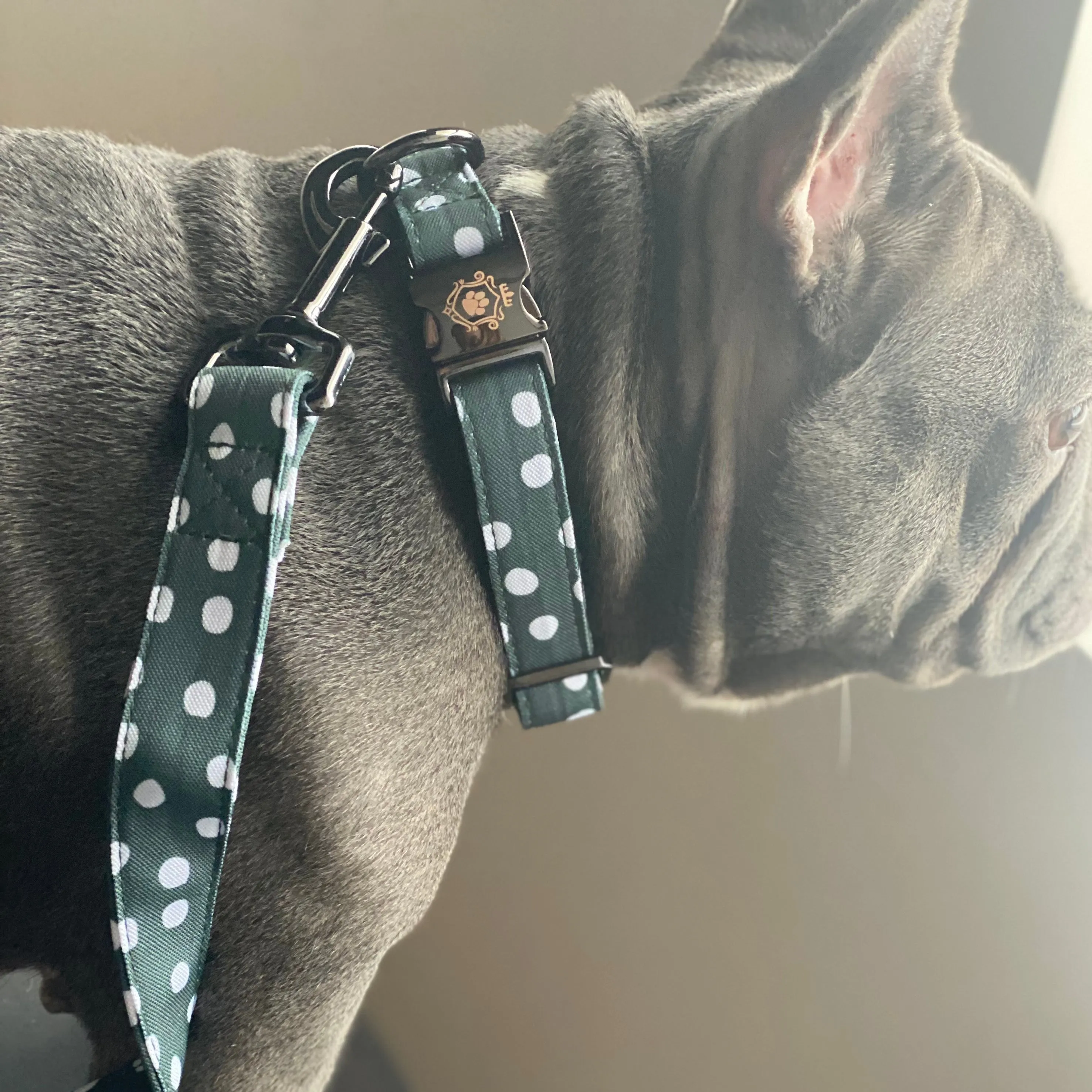 Hunter Collar & Leash Set
